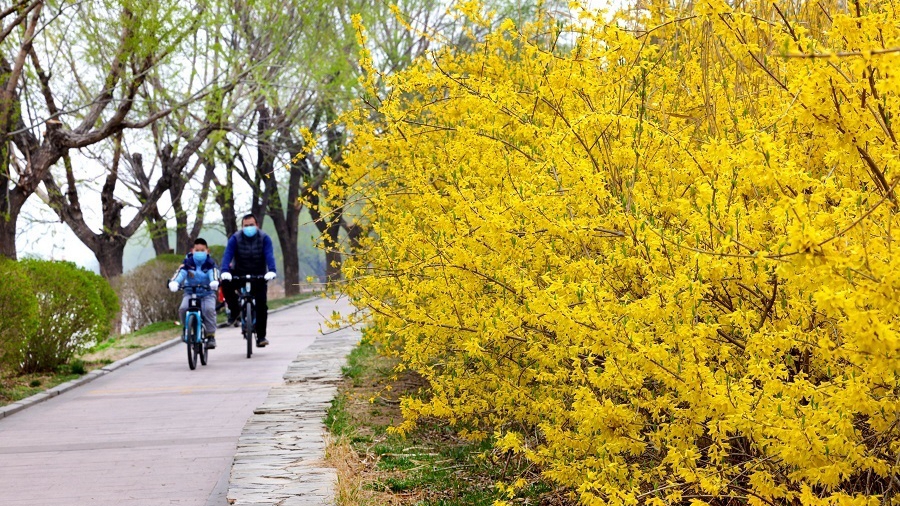 感受疫情里的春天(分離圖)疫情的春天 .jpg